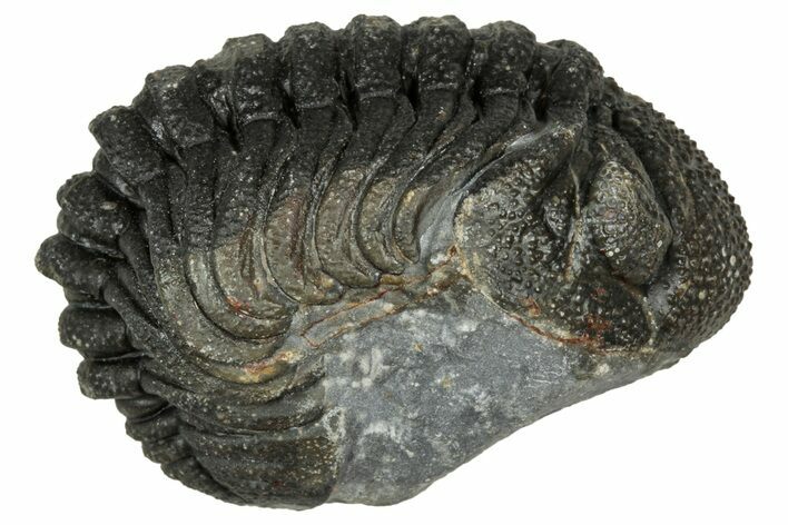 Wide, Curled Morocops Trilobite - Morocco #347254
